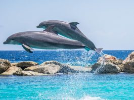 Delfini