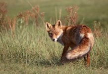 Volpe coda di paglia