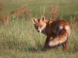 Volpe coda di paglia