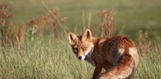 Volpe coda di paglia